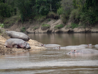 Fototapeta premium Masai Mara