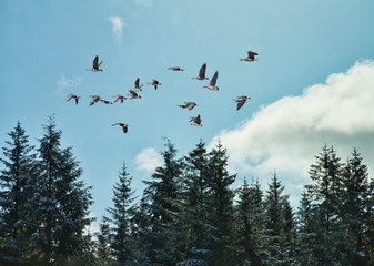 Geese flying over spruce trees