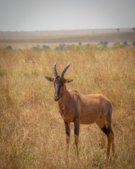 Masai Mara