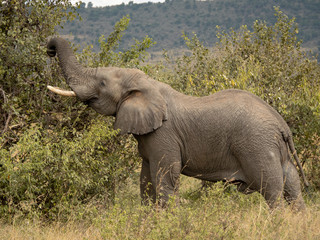 Masai Mara
