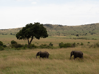Fototapeta premium Masai Mara