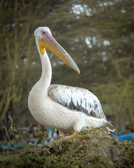 Lake Naivasha16