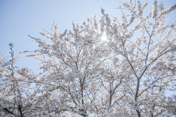 満開の桜