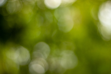 Obraz premium Natural Bokeh.Green bokeh out of focus background from nature.