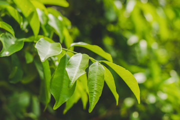 Closeup nature view of green leaf on blurred greenery background in garden.Background natural green plants landscape.Fresh wallpaper concept.