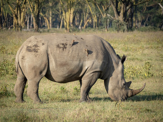 Obraz premium Lake Nakuru14