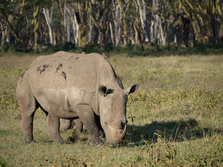 Fototapeta premium Lake Nakuru13