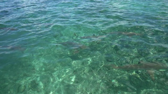 Wide Angle shot of black tip reef sharks swimming in the clear tropical ocean of Bora Bora