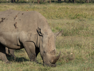 Fototapeta premium Lake Nakuru10