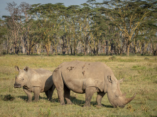 Lake Nakuru9