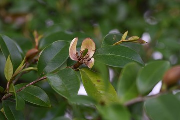 Michelia figo (Banana bush) flowers / Magnoliaceae evergreen shrub.