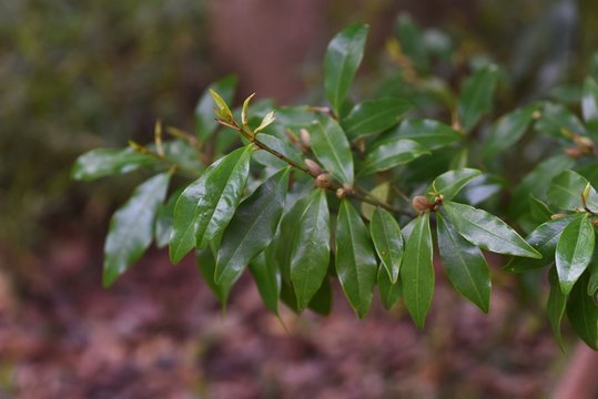 Michelia figo (Banana bush) flowers / Magnoliaceae evergreen shrub.