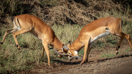 Lake Nakuru
