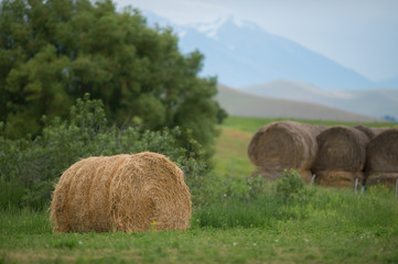 Round Hay Bales in Field with Scenic Mountains in Behind cost effective way to feed livestock when farming