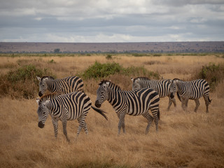 Fototapeta na wymiar Amboseli40