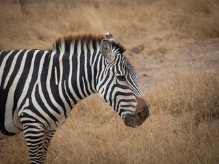 Fototapeta na wymiar Amboseli39
