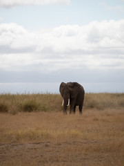 Fototapeta na wymiar Amboseli34