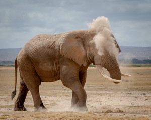 Amboseli33