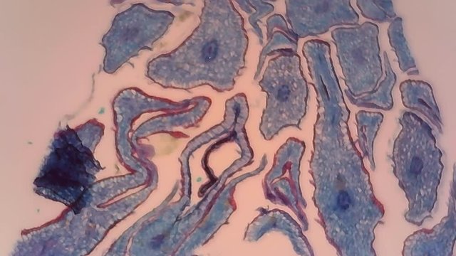 Microscope Fruit Cross Section x1200