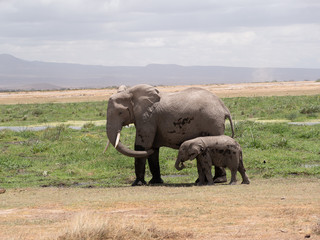 Amboseli19