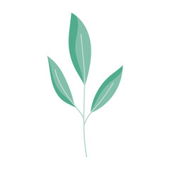 branch leaves foliage natural botanical siolated icon white background