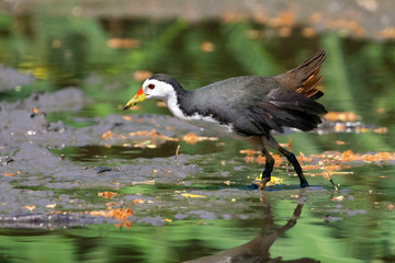 Image of white-breasted waterhen bird(Amaurornis phoenicurus) are looking for food in swamp on nature background. Bird. Animals.