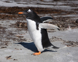 Port Stanley. Falkland islands. United Kingdom. gentoo penguin.
 These birds are easily recognized by a broad white stripe running through the top of the black head and by a bright orange-red bill wit