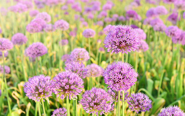 Allium purple field with lens flare and full frame  for wallpaper and post card.