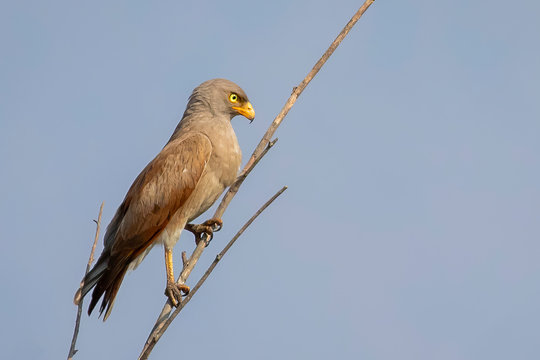Image of White-eyed Buzzard, White-eyed Buzzard Eagle (Butastur teesa) perched on a branch on nature background. Falco. Bird. Animals.