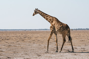 Angolan Giraffe Walking in Dry, Plain of Etosha Pan, Namibia