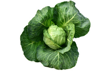 Obraz premium Isolated Fresh Green cabbage with water drop on white background.