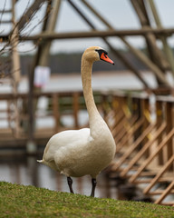 white mute swan on the lake shore