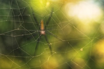 spider life in the natural environment