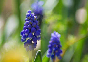 Close-up of the plant Blue Muscari or Grape hyacinth. Selective focus, seasonal flora, springtime flowers in the garden, wild flowers