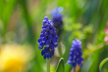 Close-up of the plant Blue Muscari or Grape hyacinth. Selective focus, seasonal flora, springtime flowers in the garden, wild flowers