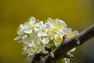 Fruit tree blossom, white tender flowers in spring on blue sky, selective focus, seasonal nature flora