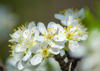 Fruit tree blossom, white tender flowers in spring on blue sky, selective focus, seasonal nature flora