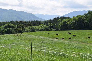 月山高原牧場 ／...