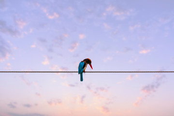 kingfisher on electric wire at dusk