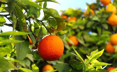 Ripe orange in focus with blurred background.