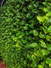 green leaves background