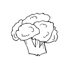  Collection of vegetables in doodle style. A set of healthy foods: carrots, broccoli, beets, radishes. Hand drawn vector doodle illustration in black isolated on white background.