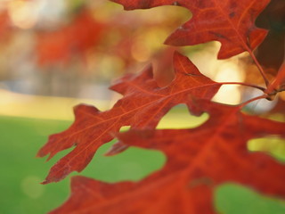 Naklejka na ściany i meble Close-up Of Maple Leaf During Autumn
