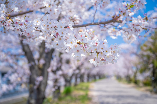 DouglasLaingEpicurean&TheIleachCASK(桜並木様 DouglasLaingEpicurean&TheIleachCASK(桜並木様