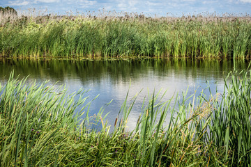View from tourist wooden pathway on a Narew River in Narew National Park in Kurowo village, Poland