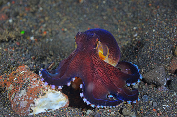 Coconut octopus be angry.