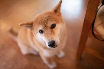 ご飯を待つ柴犬