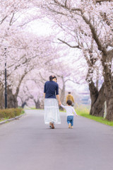 桜並木を手をつないで散歩する親子