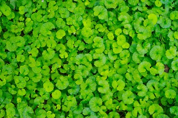 Leaves of the tropical plants