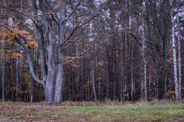 Forest in Wiaczyn Nature Reserve near Lodz city in Poland